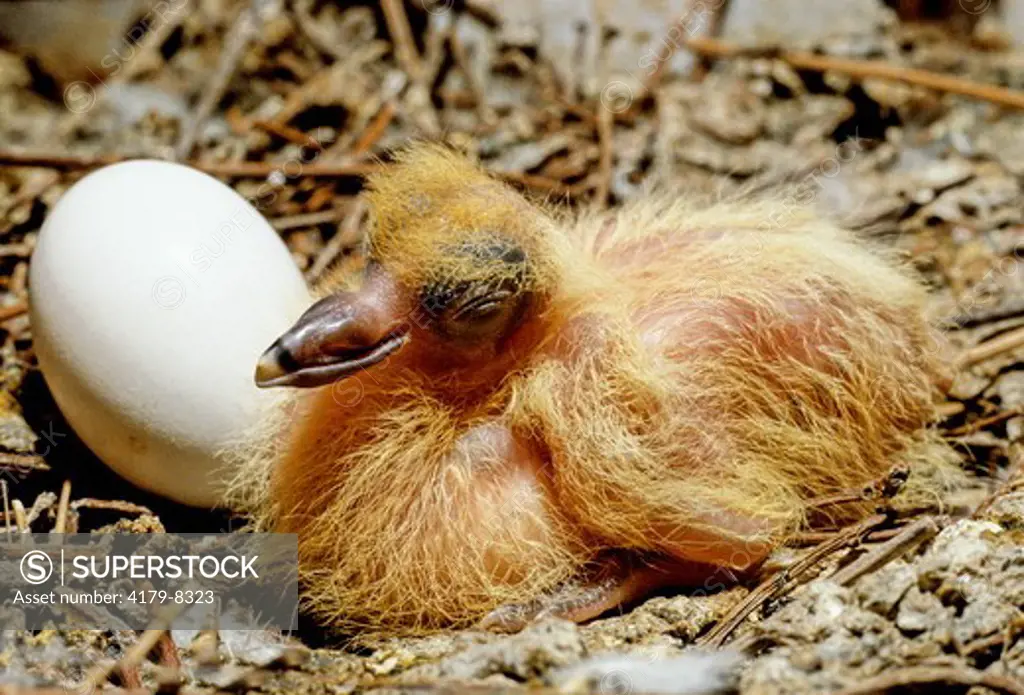 Pigeon Chick And Egg (Columba Livia)