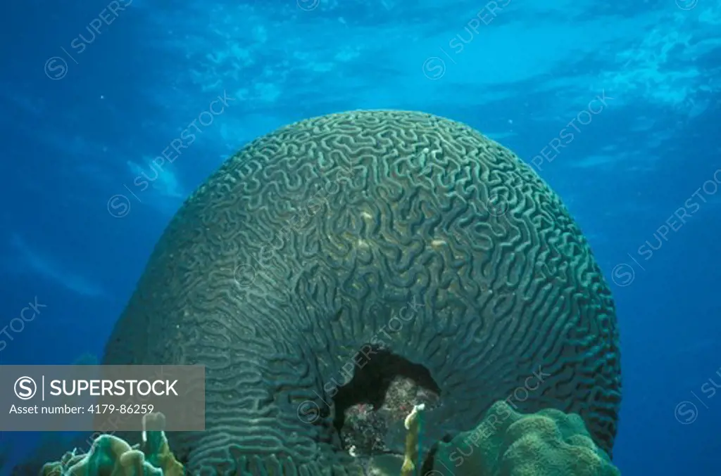 Smooth Brain Coral (Diploria strigosa) Florida Keys