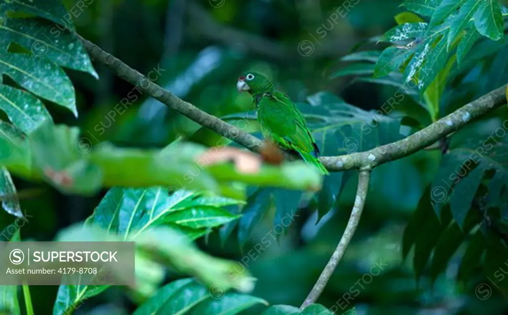 Wild Puerto Rican Parrot in Rio Abajo Forest, (Amazona vittata) Puerto Rico Endangered Species,  Recovery Project