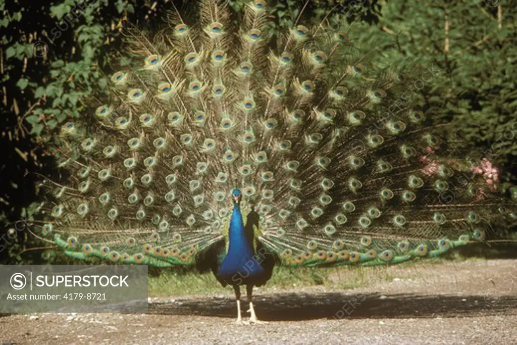 Peacock Displaying