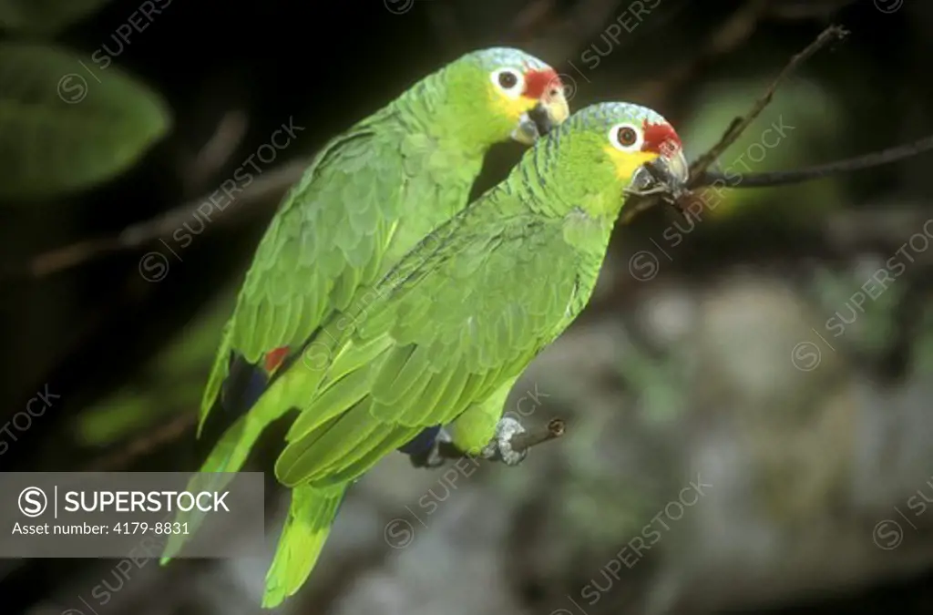 Red-lored Amazon Parrot (Amazona autumnalis) SE Mexico - W. Ecuador