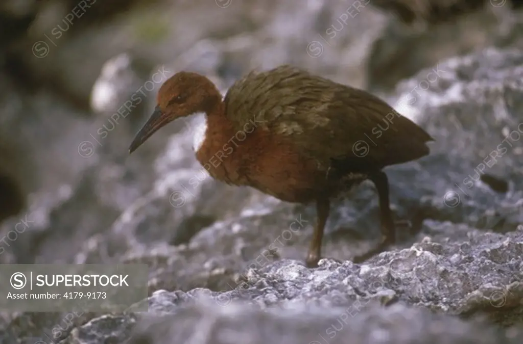 Flightless White-throated Rail (Dryolimnas cuvieri aldabranus) Seychelles