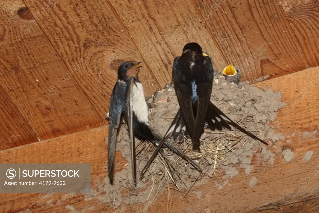 Swallow at the nest (Hirundo rustica)