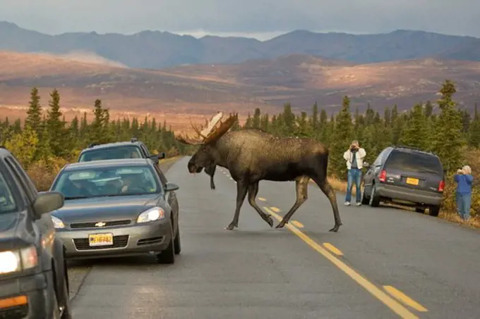 Moose crossing Road, Denali National Park, Alaska