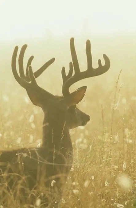 White-tailed Buck in Morning Fog (Odocoileus virginianus), Smokey Mts, TN, Tennessee