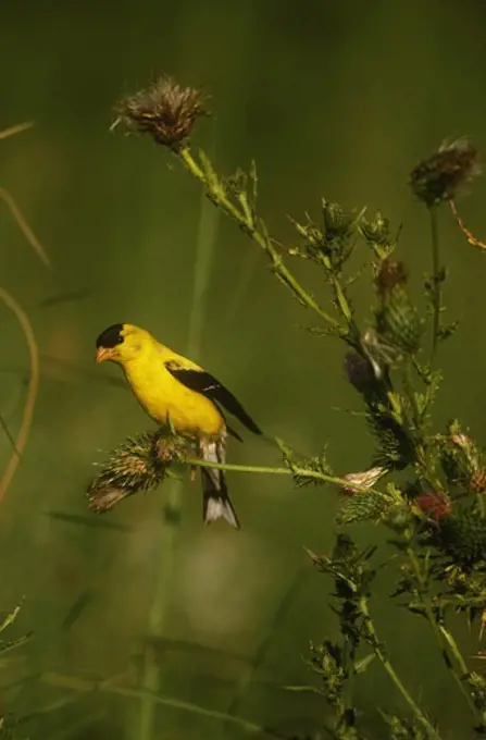 American Goldfinch male eats Thistle seeds - Great Smoky Mt. NP, TN (Carduelis tristis)