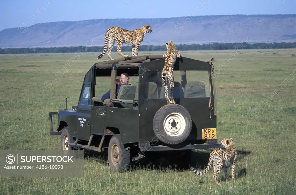 Cheetahs On Four Wheel Drive Vehicle In Plains Kenya, Africa