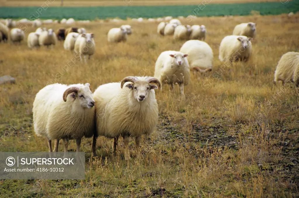 Icelandic Sheep Iceland