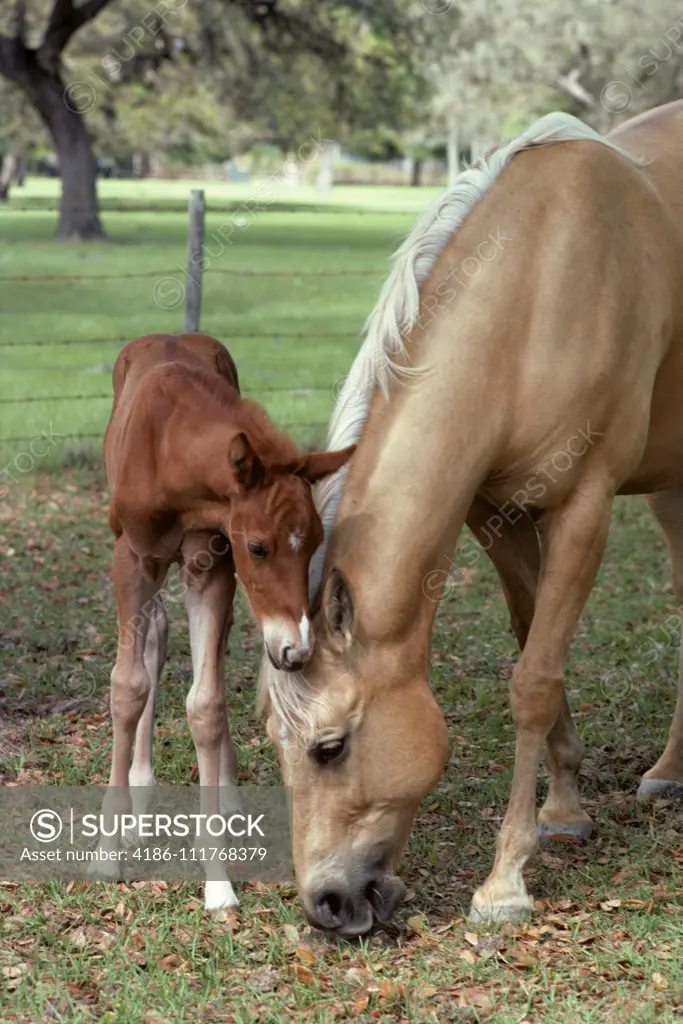 1980s PALOMINO AMERICAN QUARTER HORSE WITH FOAL