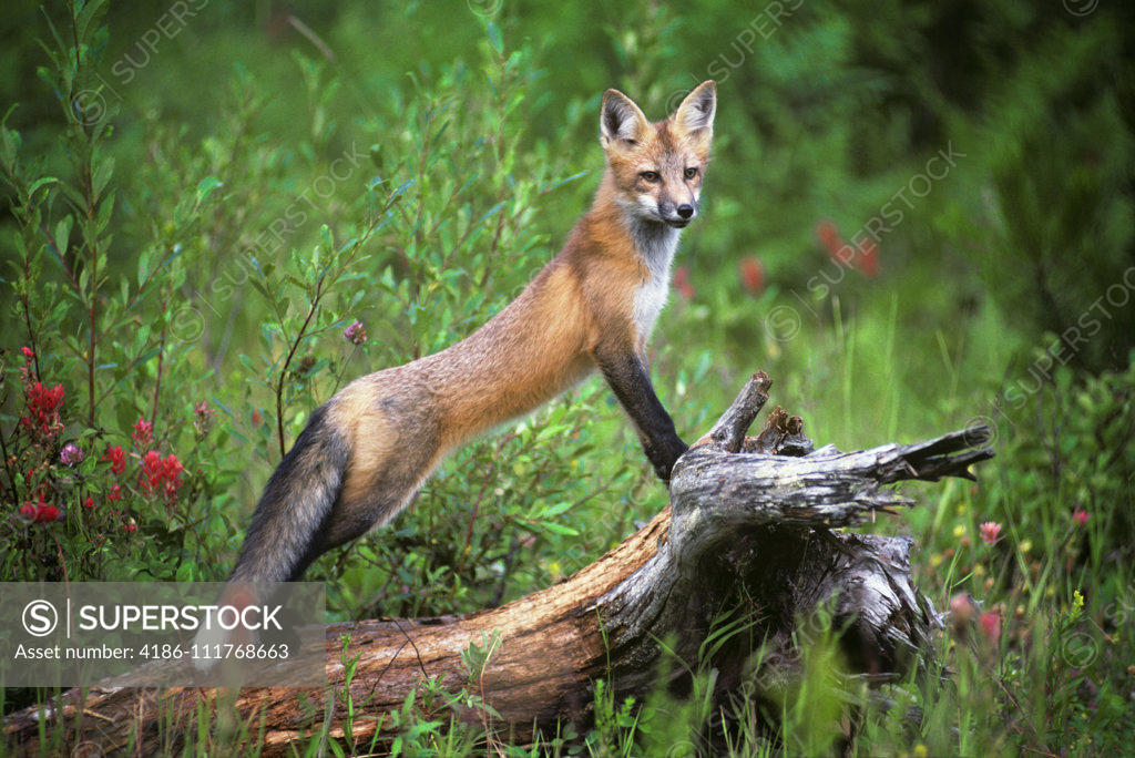 A fox standing on a sidewalk next to a bush. Fox animal wildlife, animals.  - PICRYL - Public Domain Media Search Engine Public Domain Search