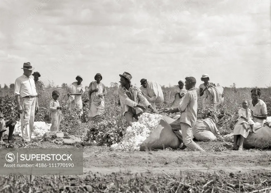 1930s CAUCASIAN MAN BOSS OVERSEER WATCHING AFRICAN AMERICAN ADULT TEENAGE AND  CHILD FARM WORKERS PICKING COTTON LOUISIANA USA