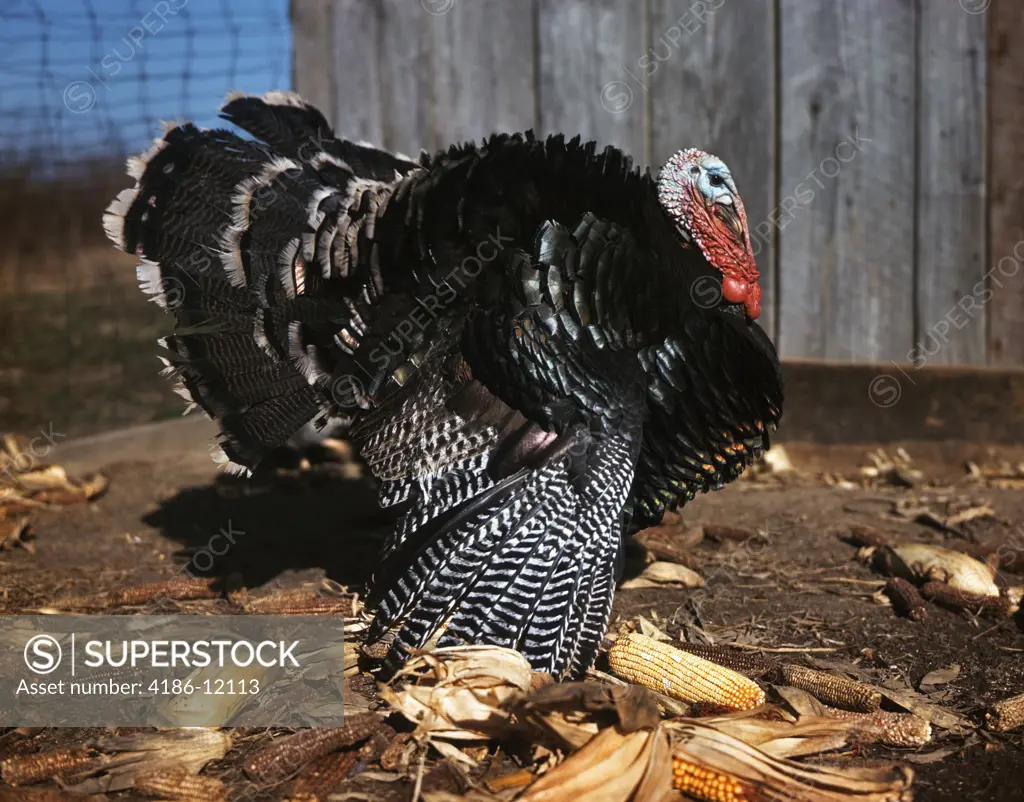 1980S Profile Male Tom Turkey Full Display Of Feathers