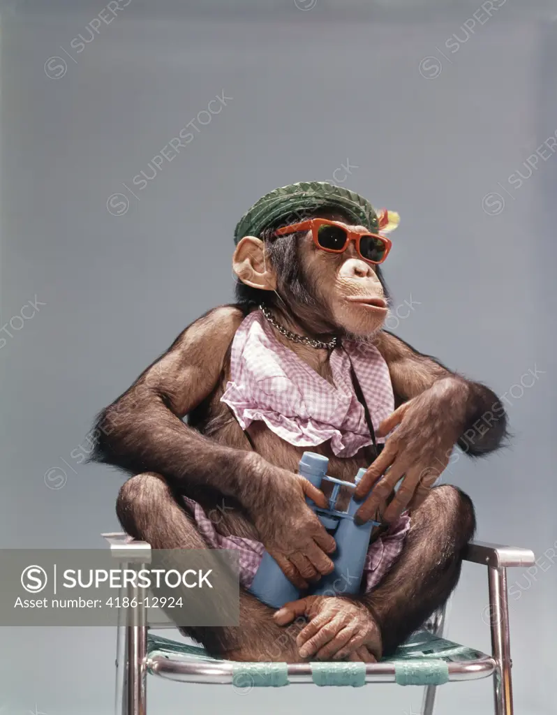 1960S 1970'S Chimpanzee Wearing Summer Clothing And Sunglasses Sitting In Lawn Chair Holding Binoculars