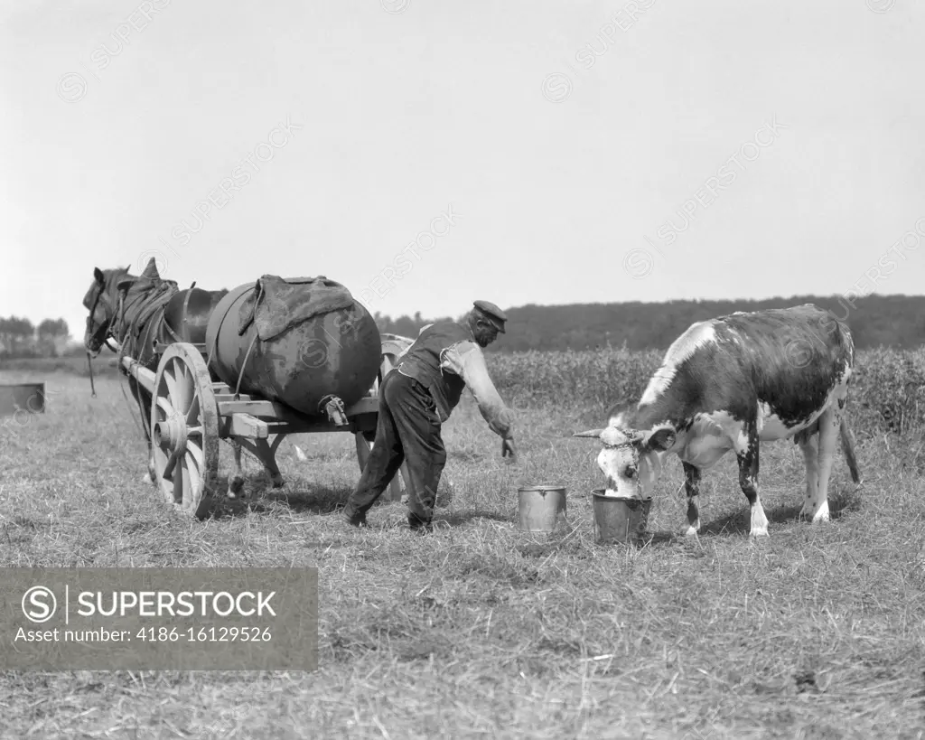 1920s FARMER GIVING PAIL OF WATER FROM HORSE DRAWN WATER TANK TO COW TETHERED IN PASTURE NORMANDY FRANCE