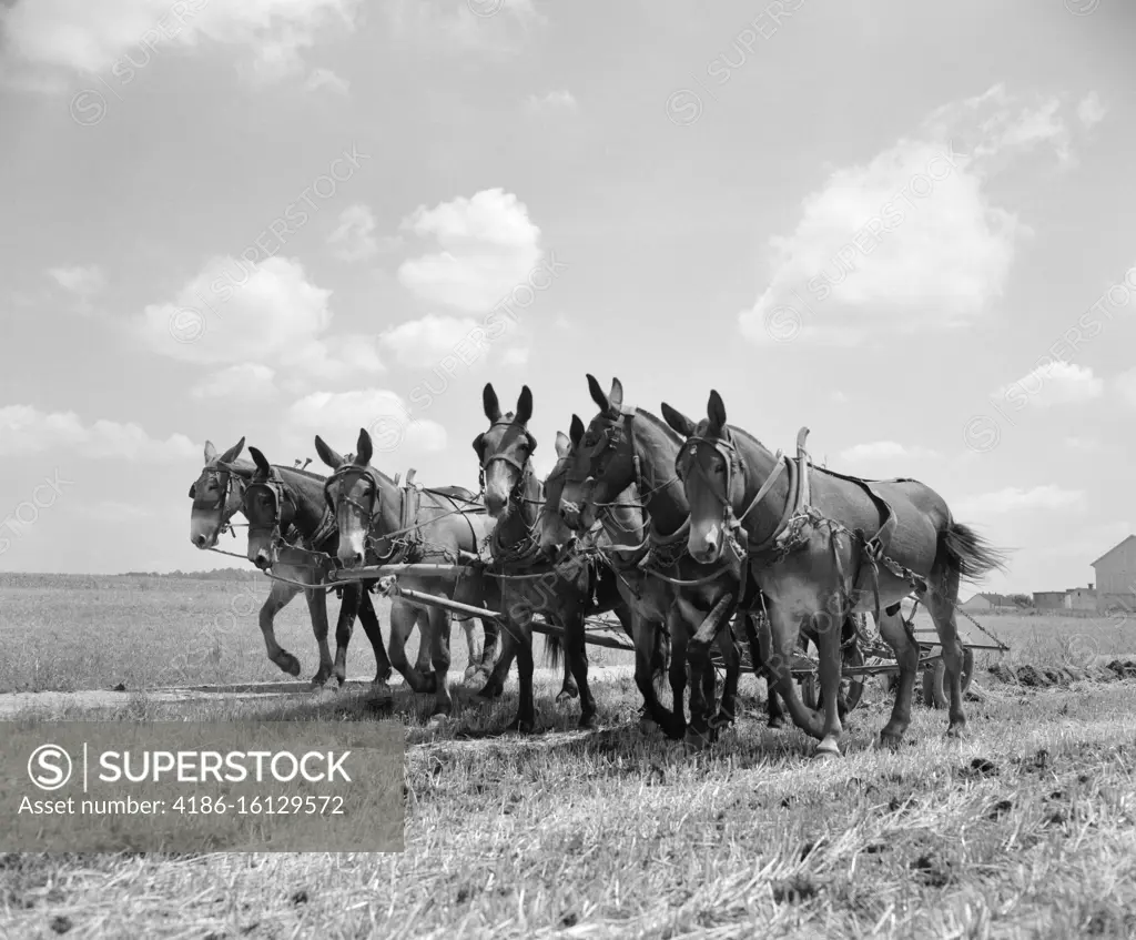 1950s MULE TEAM PULLING PLOW