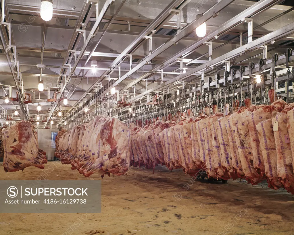 1970s RAW MEAT SIDES OF BEEF HANGING IN REFRIGERATED WAREHOUSE