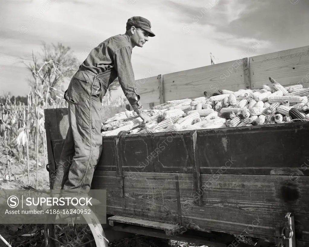 1930s 1940s MAN INDEPENDENT SMALL FAMILY FARMER STANDING ON WAGON WHEEL INSPECTING HAND PICKED SHUCKED CORN HARVEST ILLINOIS USA