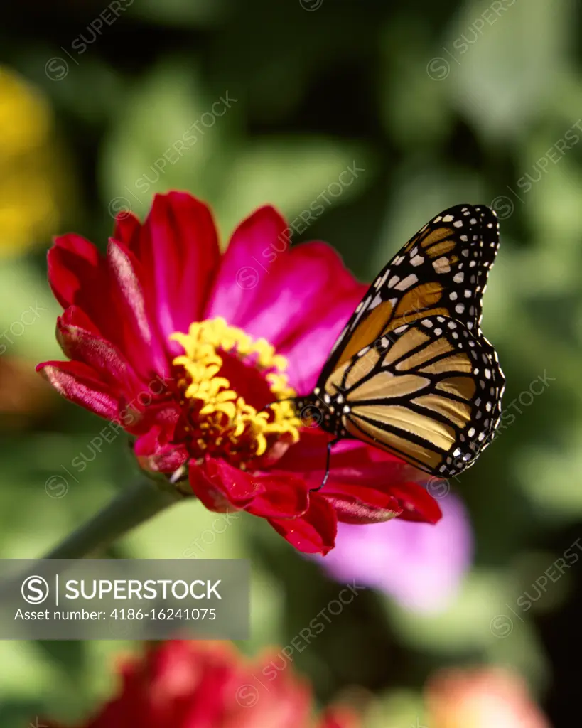 1970s FEMALE MONARCH BUTTERFLY Danaus plexippus ON DEEP PINK ZINNIA ELEGANS FLOWER BLOSSOM NATIVE TO MEXICO ORNAMENTAL IN USA