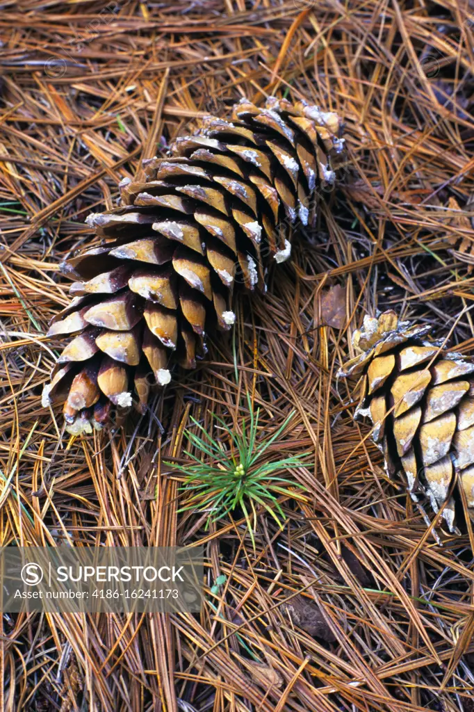 1990s NEW GREEN PINE TREE SPROUTING GROWING AMID PINE CONES ON A BED OF PINE NEEDLES