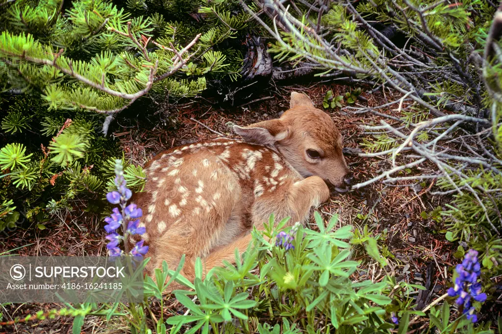 1980s WHITETAIL DEER FAWN Odocoileus virginianus UNDER PINE TREE RESTING IN PINE NEEDLES NORTH AMERICA 