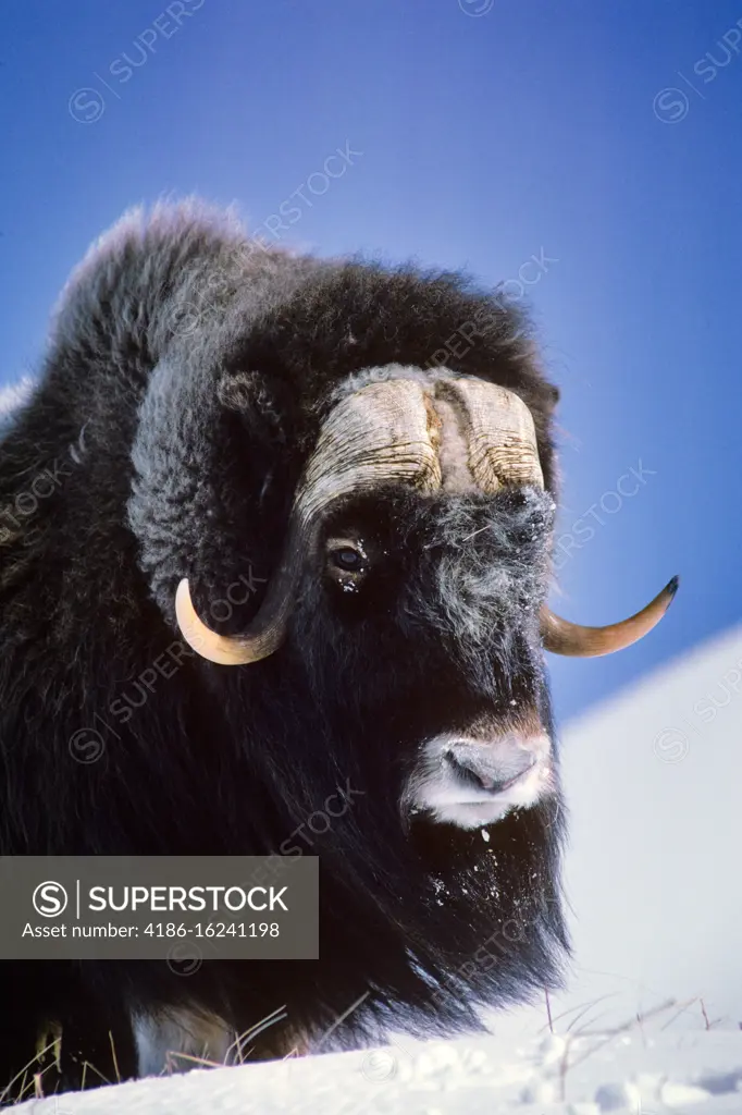 1990s SINGLE BULL MUSK OX Ovibos moschatus LOOKING AT CAMERA STANDING ON SNOW FOUND ARCTIC FROM ALASKA TO GREENLAND 