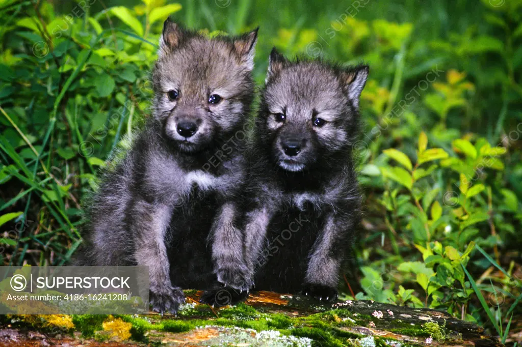 1990s TWO GRAY WOLF Canis lupus PUPS STANDING TOGETHER ON LOG