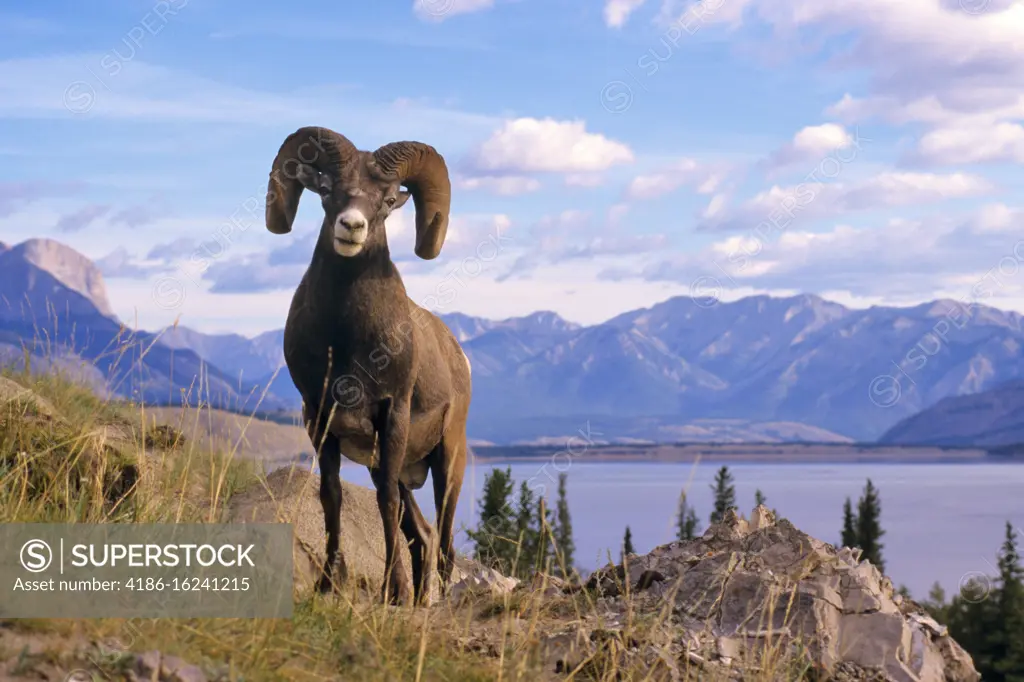 2000s ROCKY MOUNTAIN BIG HORN RAM Ovis canadensis STANDING LOOKING AT CAMERA ROCKY MOUNTAINS NORTH AMERICAN 