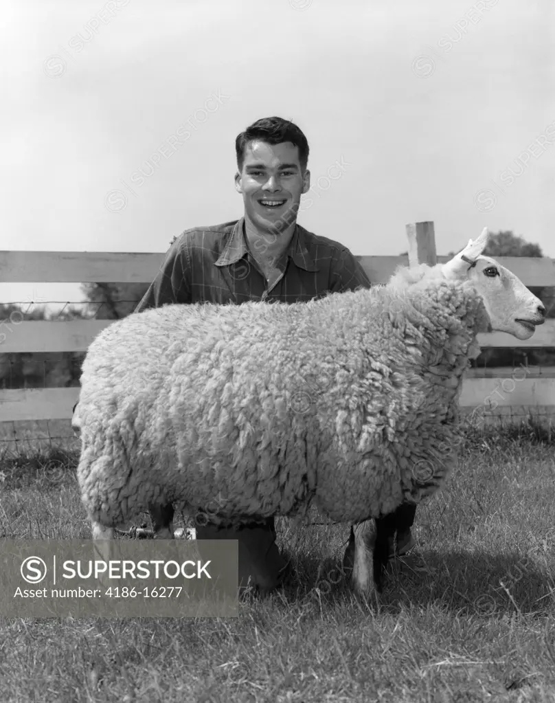 1950S Boy Man Teen With Prize Domestic Sheep Ovis Aries On Farm