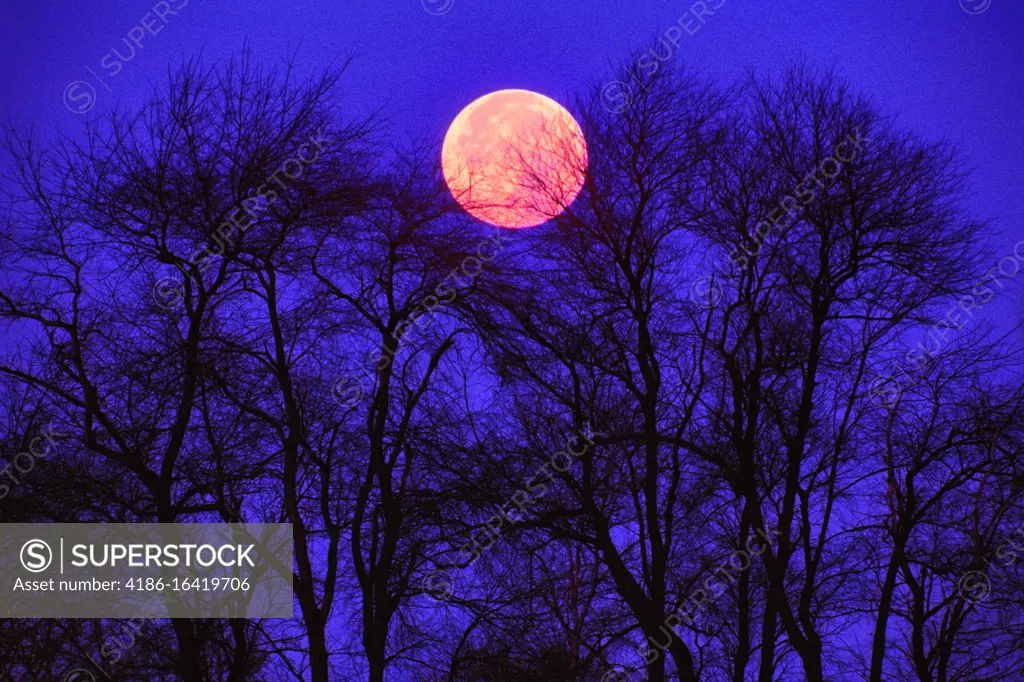 1980s BARE TREE BRANCHES ON A DARK NIGHT SILHOUETTED AGAINST RED ORANGE FULL MOON