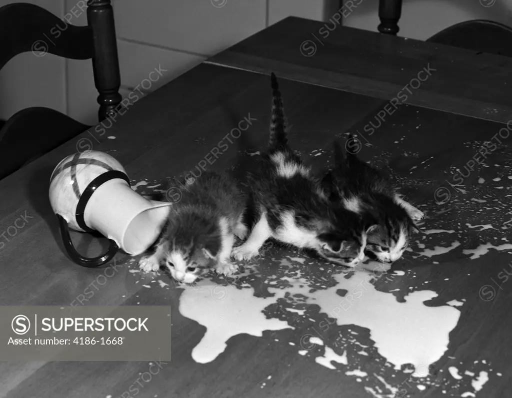 1950S Kittens On Table Top Drinking Milk From Overturned Spilled Pitcher