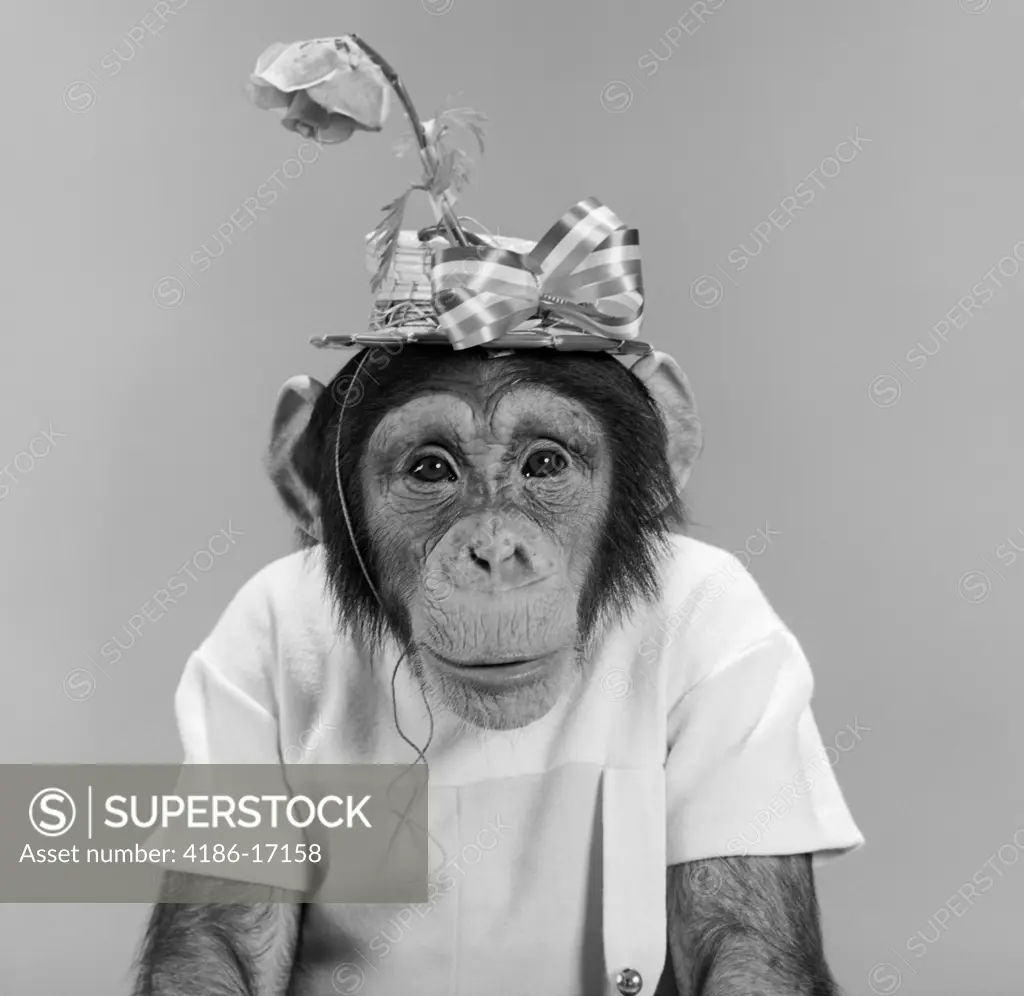 Portrait Monkey Chimpanzee Chimp Wearing Stupid Funny Hat With Bow And Flower Humanized Character