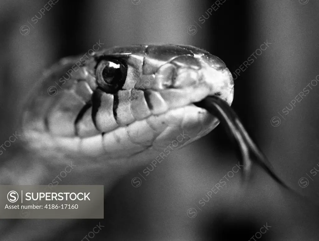 Close-Up Head Of Snake Sticking Out Tongue