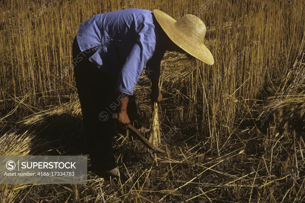 1980s CHINESE WOMAN STOOPED OVER HARVESTING WHEAT BY HAND WITH SICKLE WEARING STRAW HAT HONAN CHINA