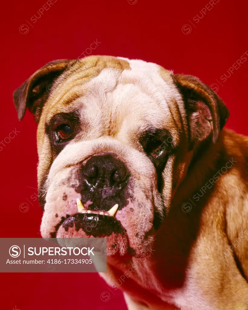 1980s 1990s FUNNY ENGLISH BULLDOG LOOKING AT CAMERA TWO BOTTOM FRONT TEETH STICKING OUT