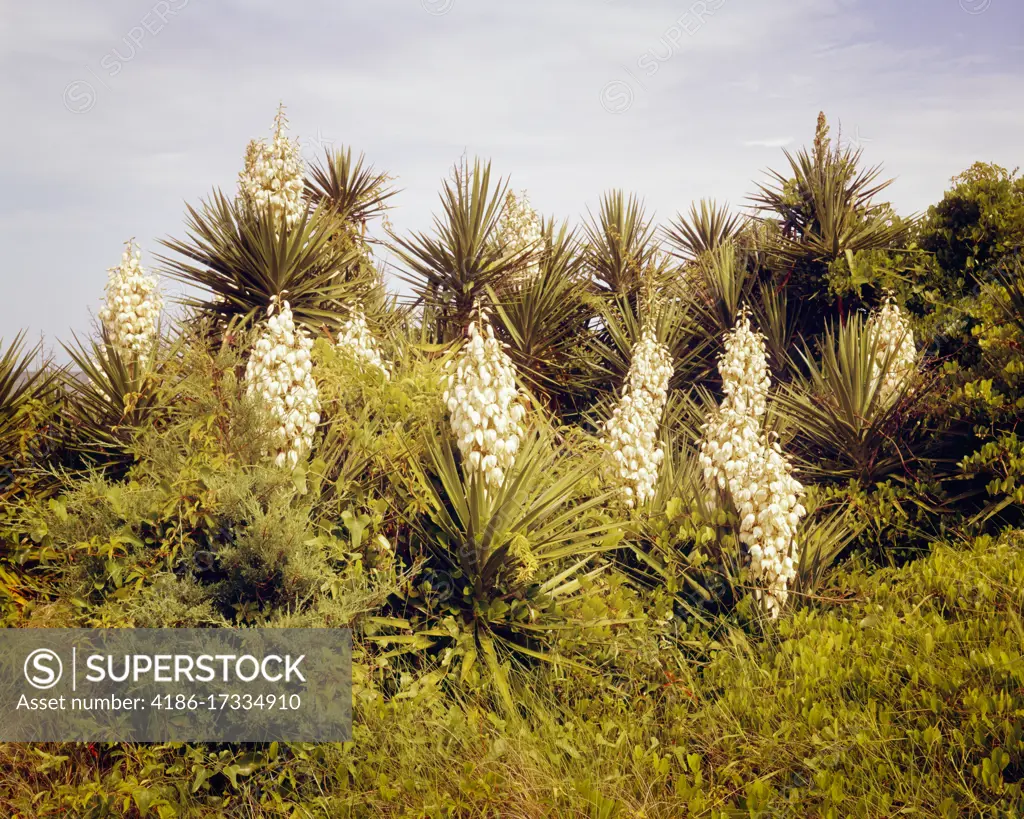 1970s YUCCA PLANTS IN BLOOM ON OCEAN SEASIDE SAND DUNES OUTER BANKS NORTH CAROLINA USA