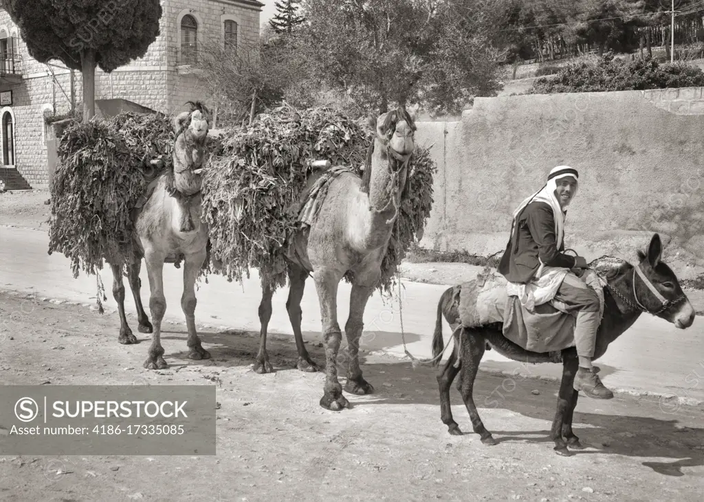 1950s ARAB WORKER ON DONKEY LEADING TWO CAMELS CARRYING LOADS OF HAY STRAW CROPS CAIRO EGYPT