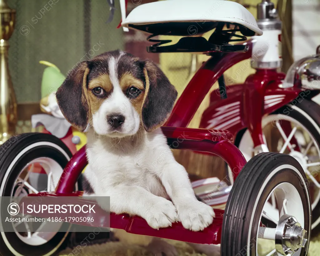 1960s CUTE BEAGLE DOG PUPPY LEANING ON BACK OF RED CHILDS TRICYCLE