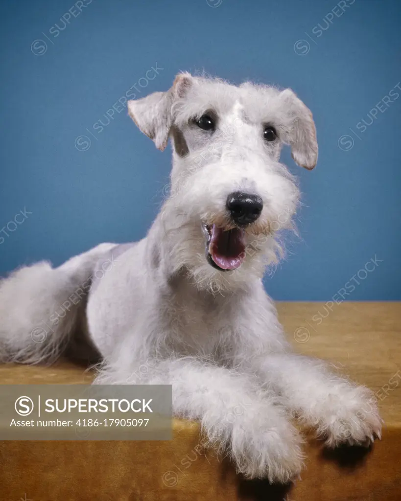 1960s 1970s PET DOG WIRE-HAIRED TERRIER LYING ON STOMACH POSING WITH OPENED MOUTH LOOKING AT CAMERA