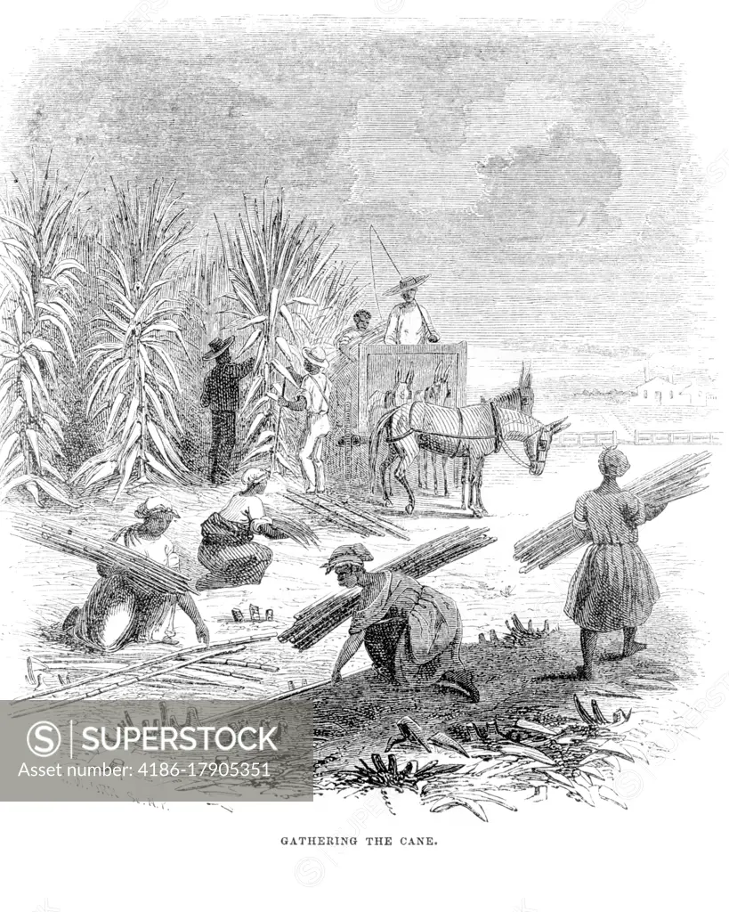 1840s 1850s DRAWING GATHERING SUGAR CANE ANTEBELLUM AFRICAN AMERICAN WORKERS SLAVES HARVESTING SUGAR CANE IN OLD SOUTH USA