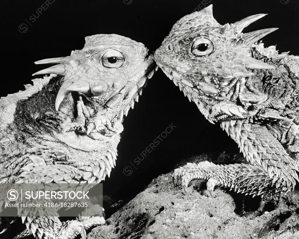 1970s PAIR OF LIZARDS KISSING ON ROCK 