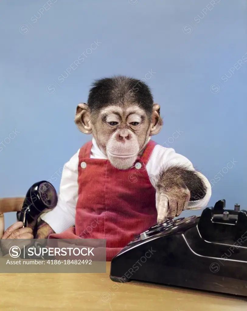 1950s CHIMPANZEE IN OVERALLS DIALING PHONE HOLDING RECEIVER IN HAND