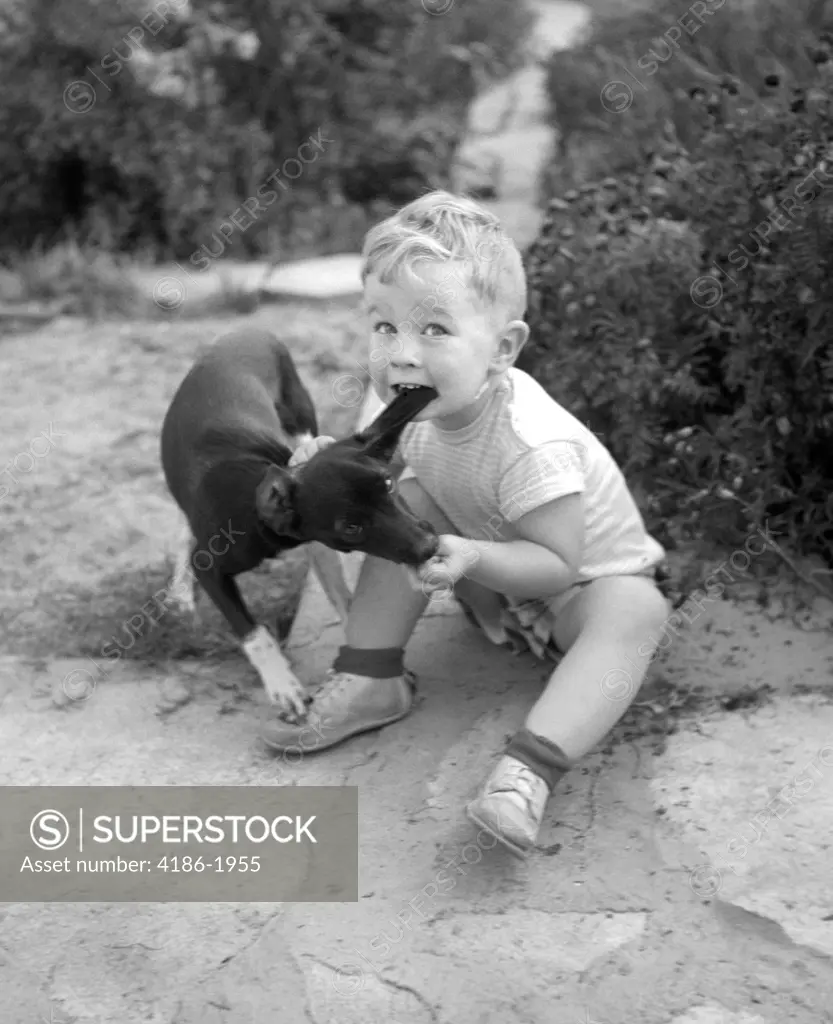 1950S Boy Sitting On Ground Biting Ear Of Puppy Dog Man Bites Dog