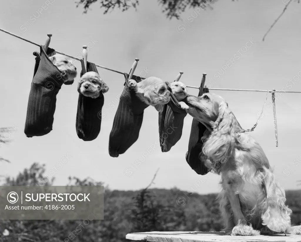 1950S Mother Cocker Spaniel Tending Her 4 Puppies Hanging In Socks On A Laundry Clothesline