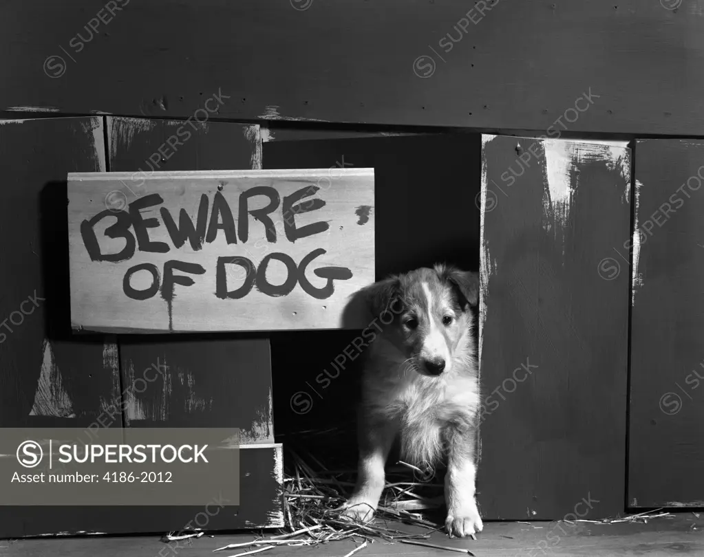 1960S Collie Dog Puppy Sitting In Door Of Doghouse Beware Of Dog Sign