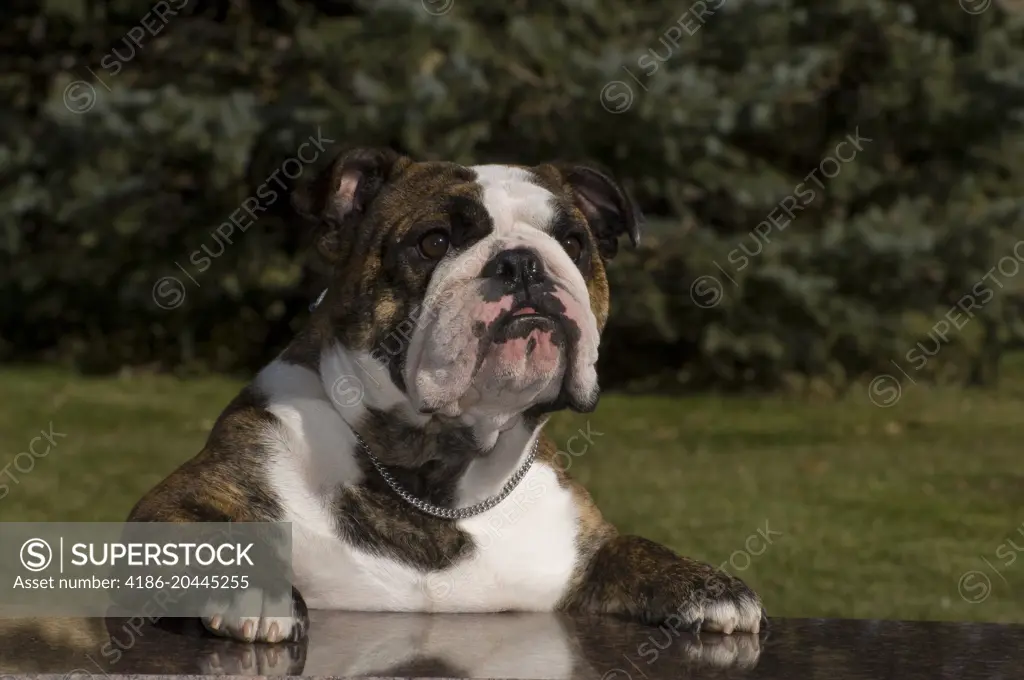 ENGLISH BULLDOG