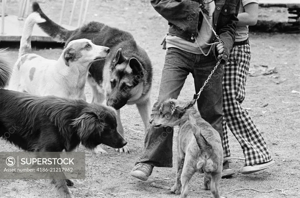 1970s FOUR DOGS ONE ON LEASH GETTING ACQUAINTED AT PUBLIC DOGGIE PARK 