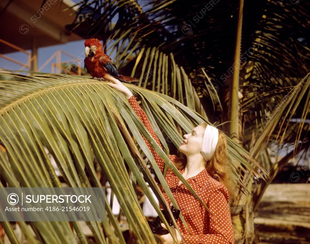 1950s WOMAN HOLDING CAMERA TOUCHING PARROT IN A PALM TREE