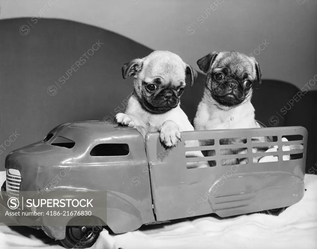 1940s TWO FUNNY PUG DOG PUPPIES SITTING IN BACK OF TOY TRUCK 