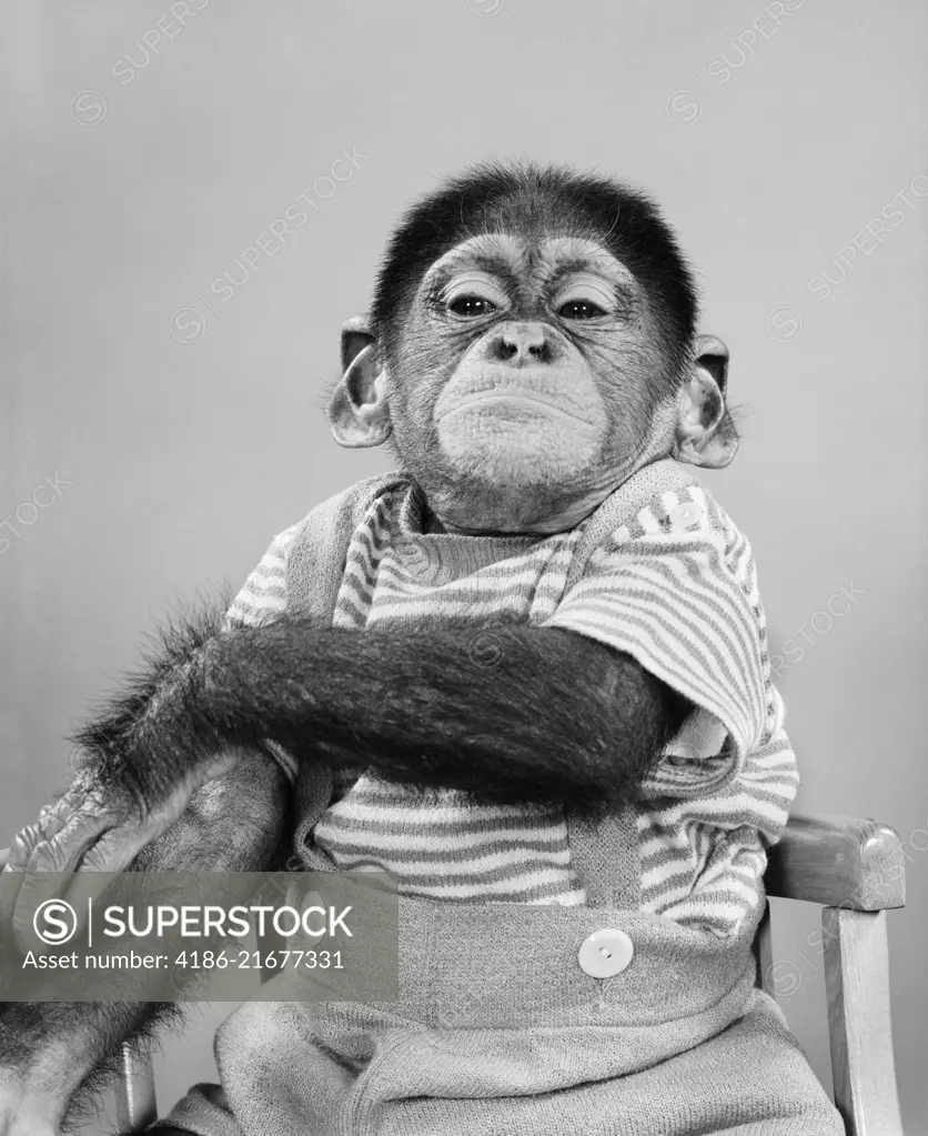 1950s 1960s CHIMPANZEE WEARING HUMAN CLOTHES SMUG FACIAL EXPRESSION LOOKING AT CAMERA