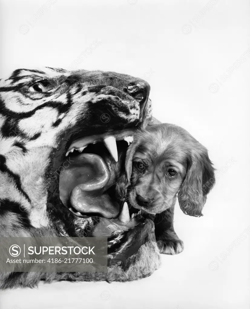 1950s HUMOROUS IMAGE OF COCKER SPANIEL PUPPY LOOKING INTO THE MOUTH OF A STUFFED TIGER HEAD RUG